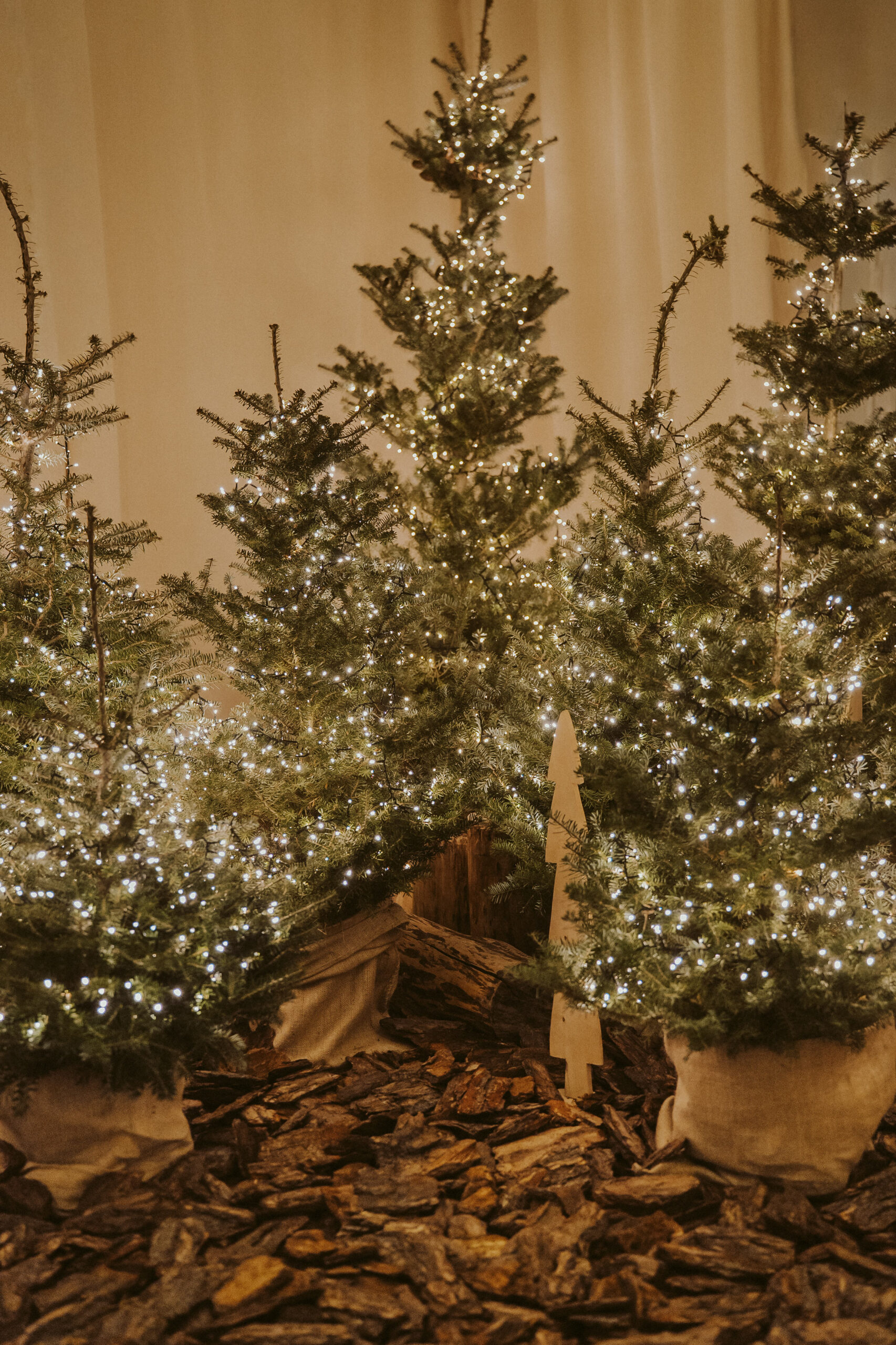 Leśny Czar first_small 006